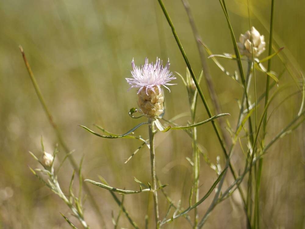 Image of Centaurea margaritalba Klok.