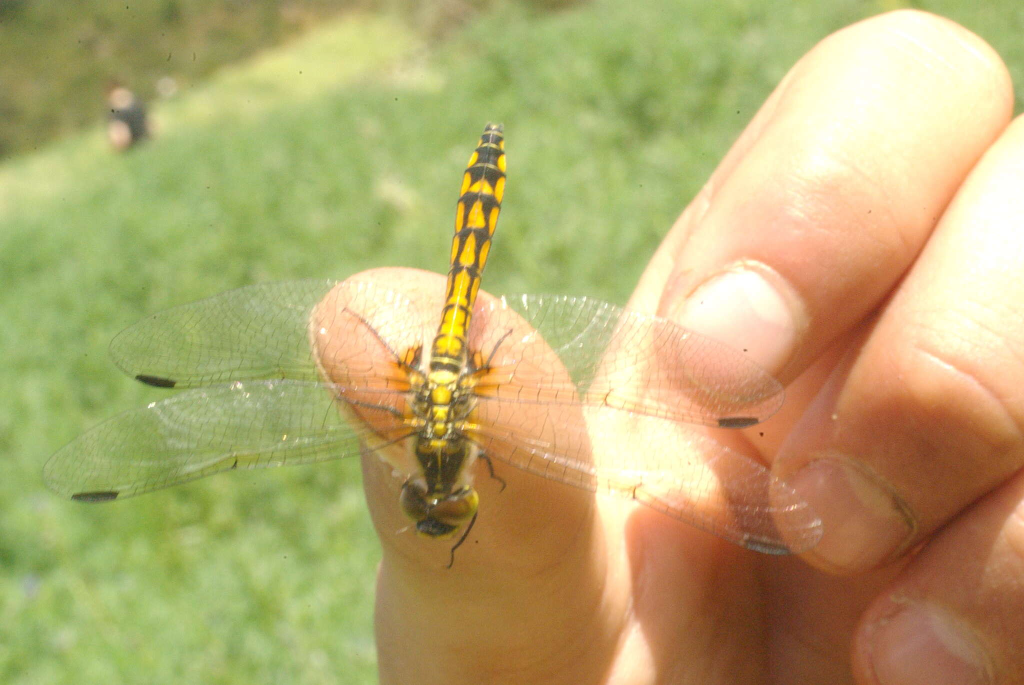 Austrothemis Ris 1909 resmi