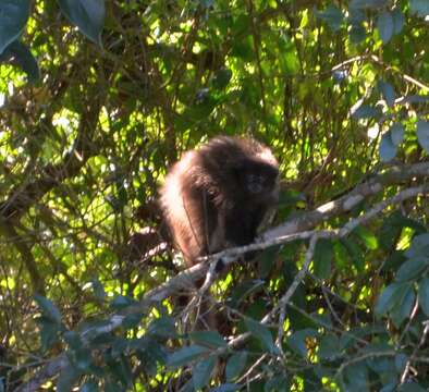 Image of Black-fronted Titi Monkey