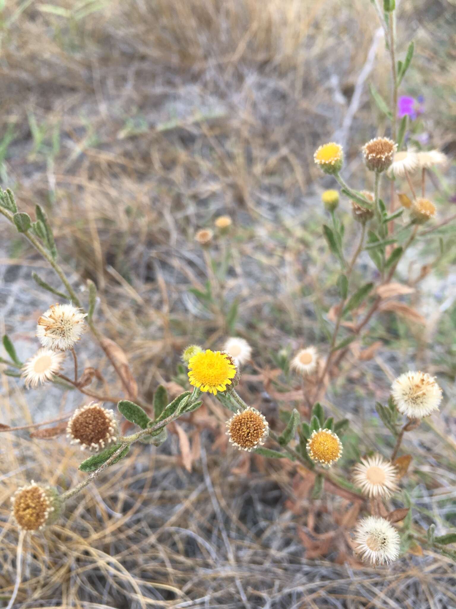 Image of Spanish False Fleabane