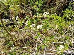 Image of Iberian spirea