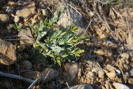 Image of Linum tauricum Willd.