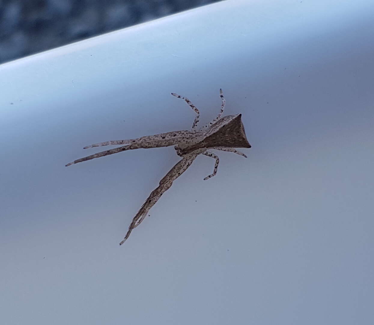 Слика од Sidymella longipes (L. Koch 1874)