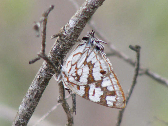 Image of Stugeta bowkeri tearei