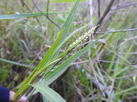 Imagem de Persicaria barbata (L.) H. Hara