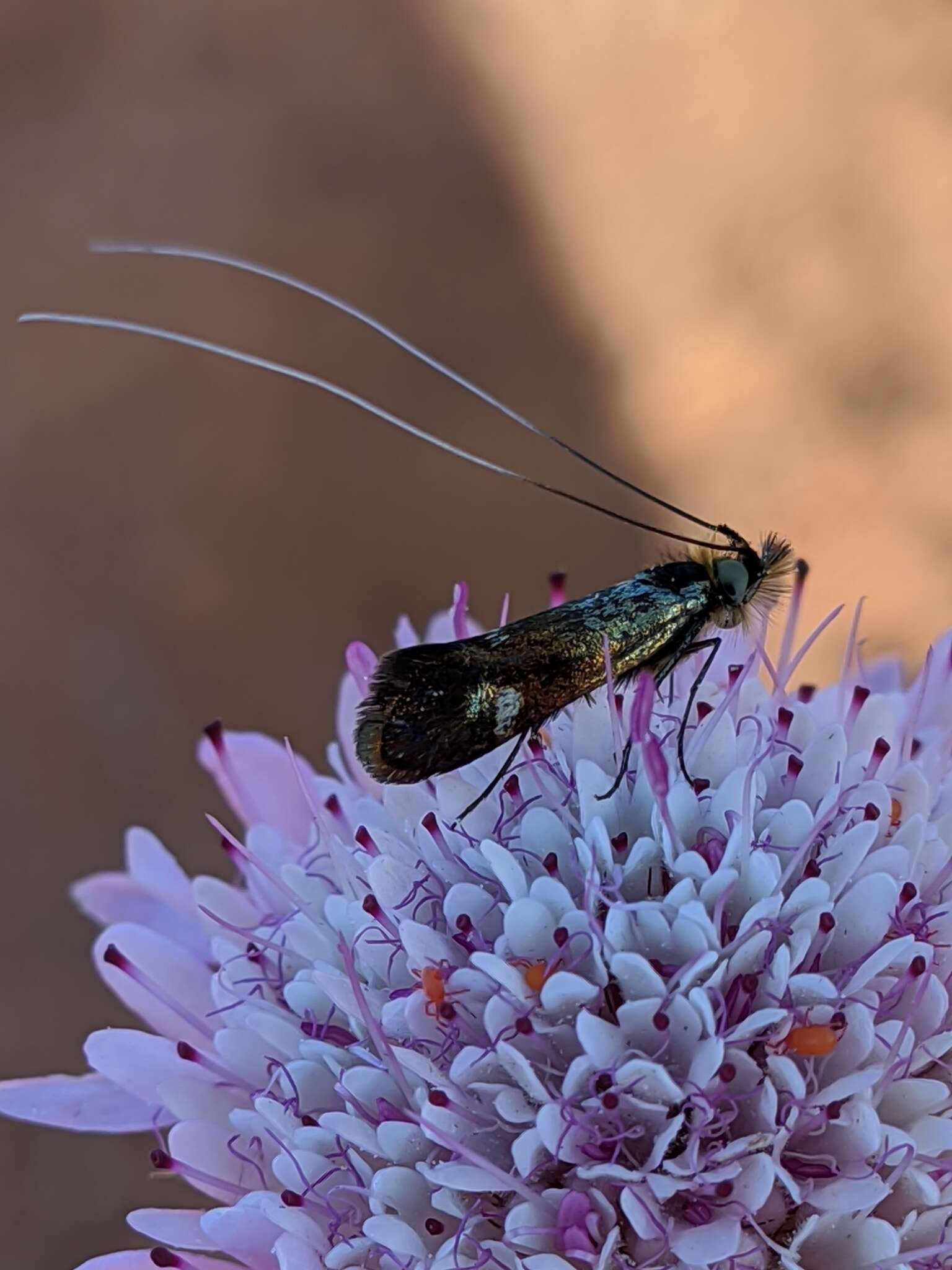 Слика од Nemophora raddaella Hübner 1793