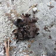 Image of Petalled Rock Tripe Lichen