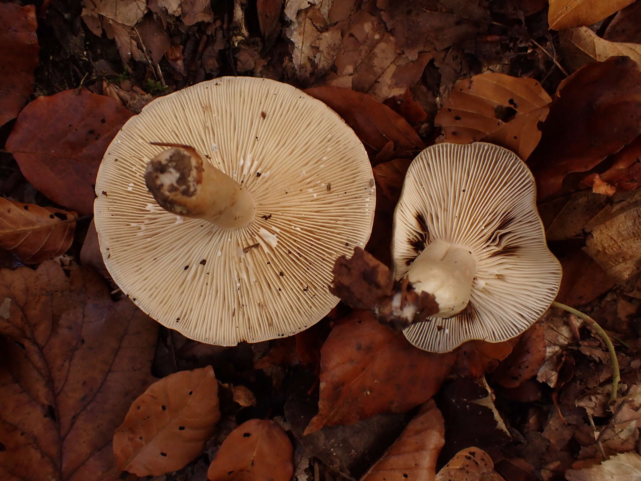 صورة Lactarius fluens Boud. 1899