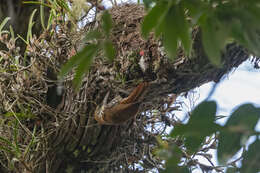 Image of Scaled Woodcreeper