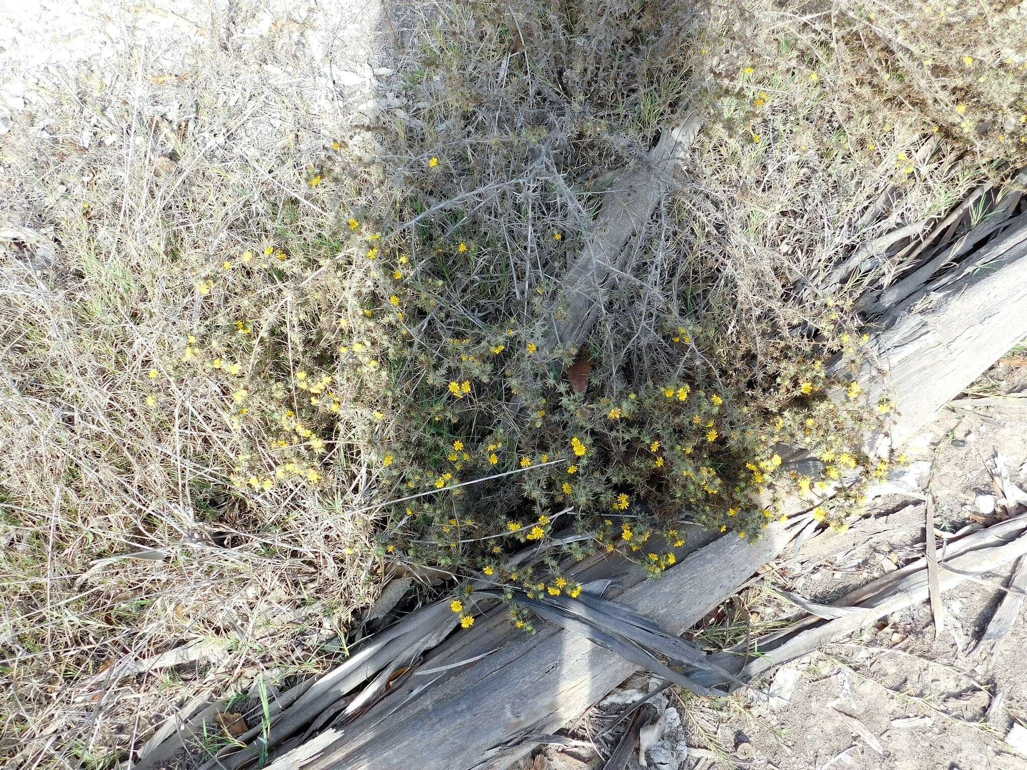 Image of pappose tarweed