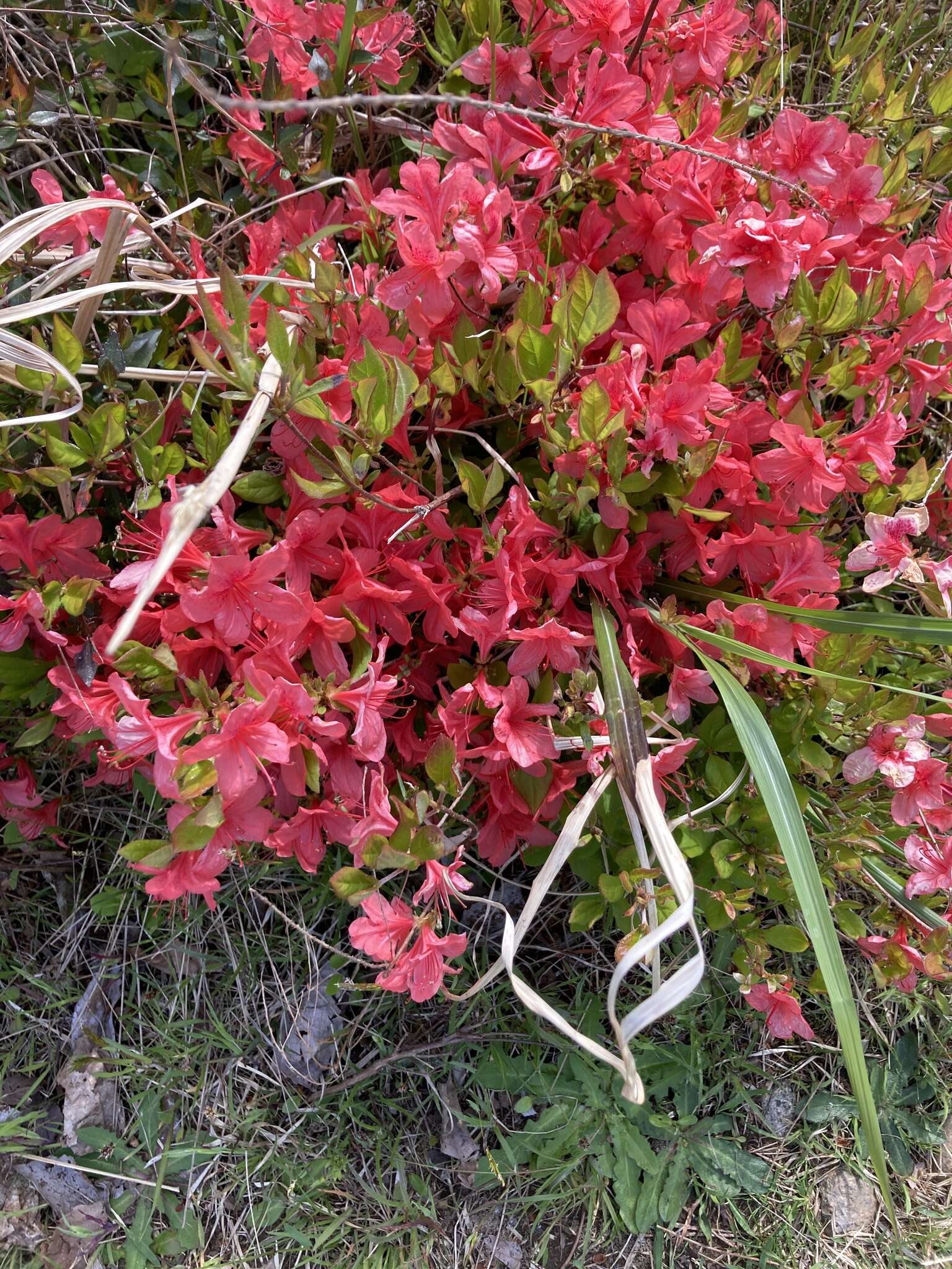 Image of Rhododendron kaempferi Planch.