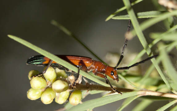 Image of Stenoderus ostricilla Newman 1850