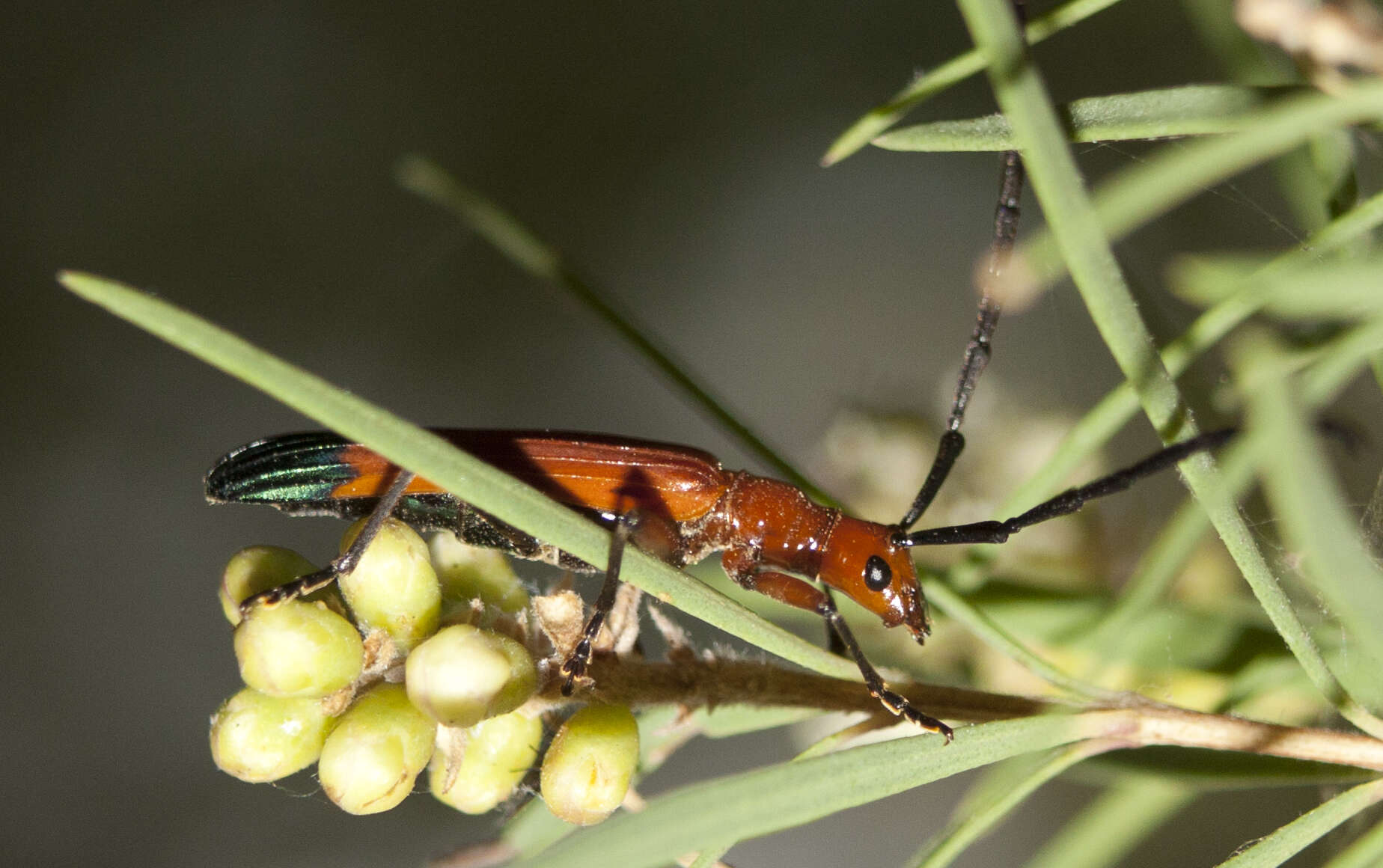 Image of Stenoderus ostricilla Newman 1850