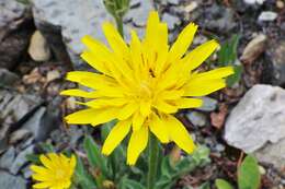 Agoseris glauca var. dasycephala (Torr. & A. Gray) Jepson resmi