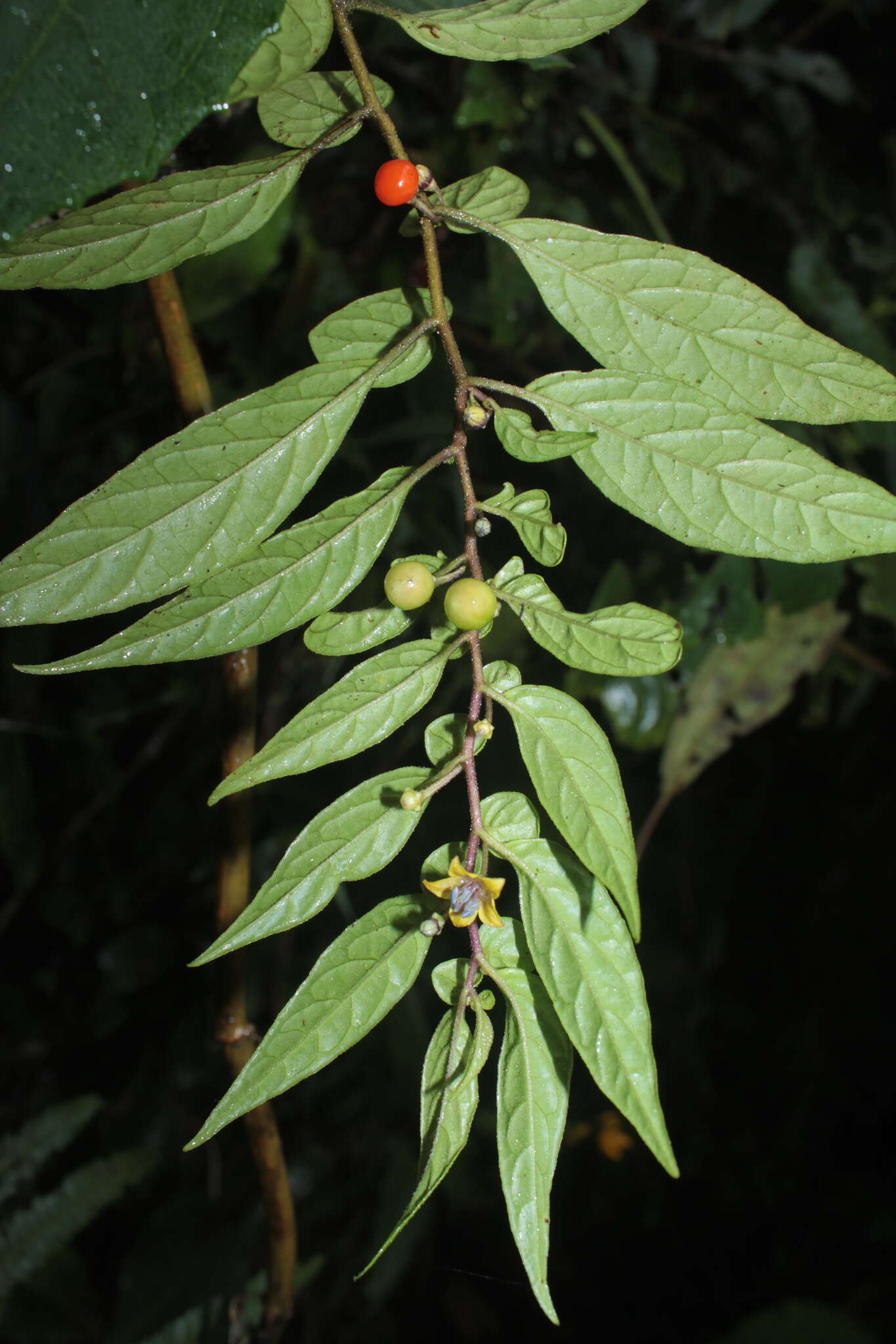 Image of Capsicum dimorphum (Miers) Kuntze