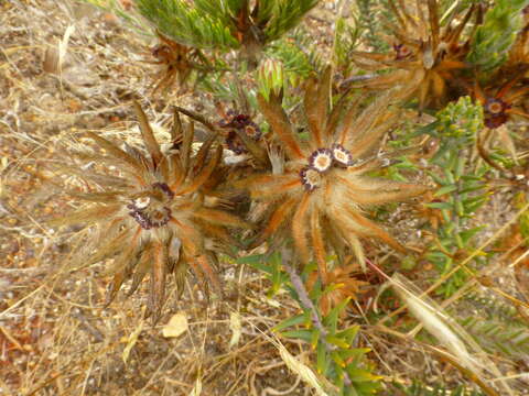 Image of Phylica plumosa L.