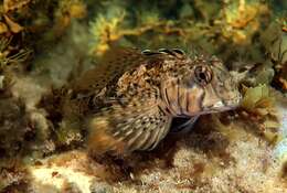 Image of Western Jumping Blenny