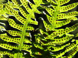 Plancia ëd Polypodium macaronesicum subsp. macaronesicum