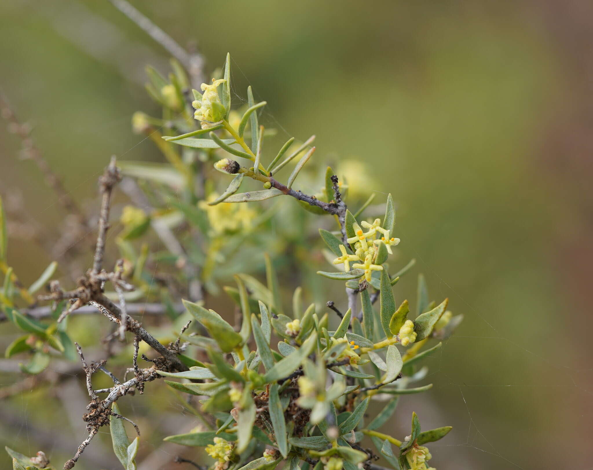 Image of Pimelea microcephala R. Br.