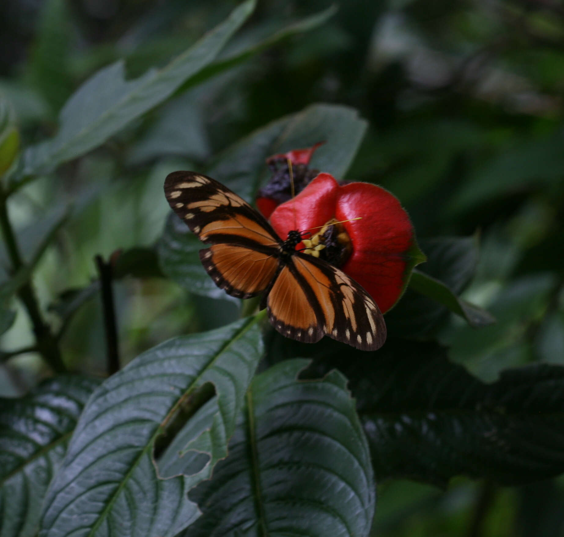 Image of Heliconius hecalesia octavia Bates 1866