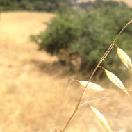 Image of wild oat