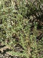 Image of Rocky Mountain goosefoot