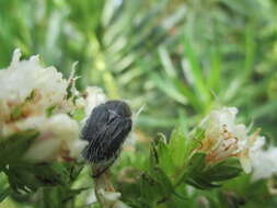 Image of Tropinota squalida canariensis Lindberg 1950