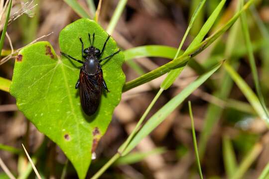 Image of Mydas maculiventris (Westwood 1835)