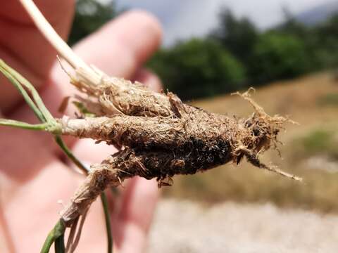 Image of Somerset hair grass