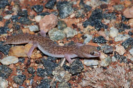 Image of Diplodactylus laevis Sternfeld 1925