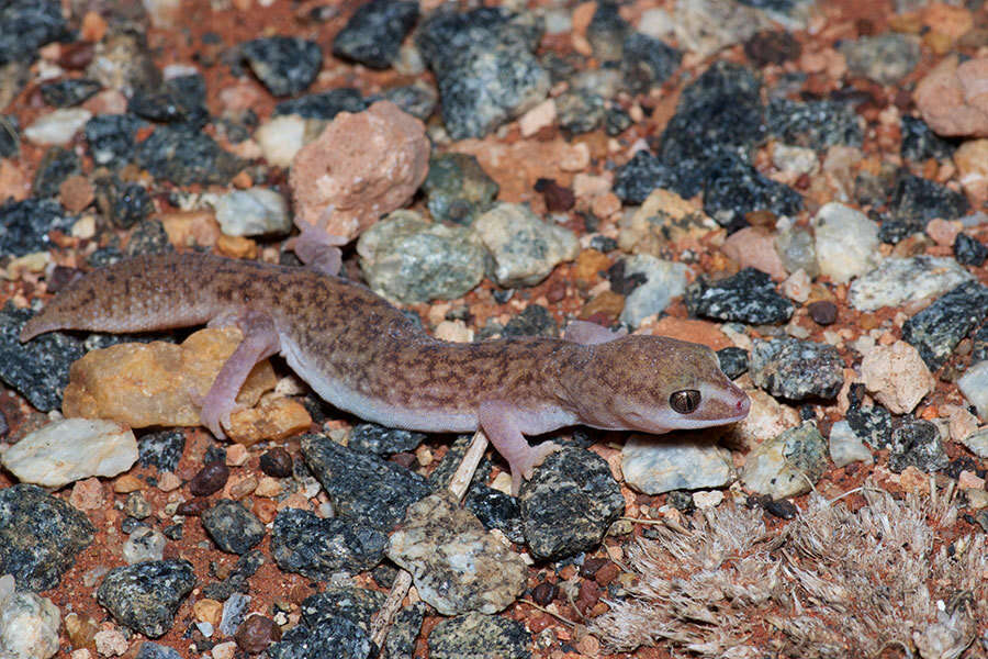 Image of Diplodactylus laevis Sternfeld 1925