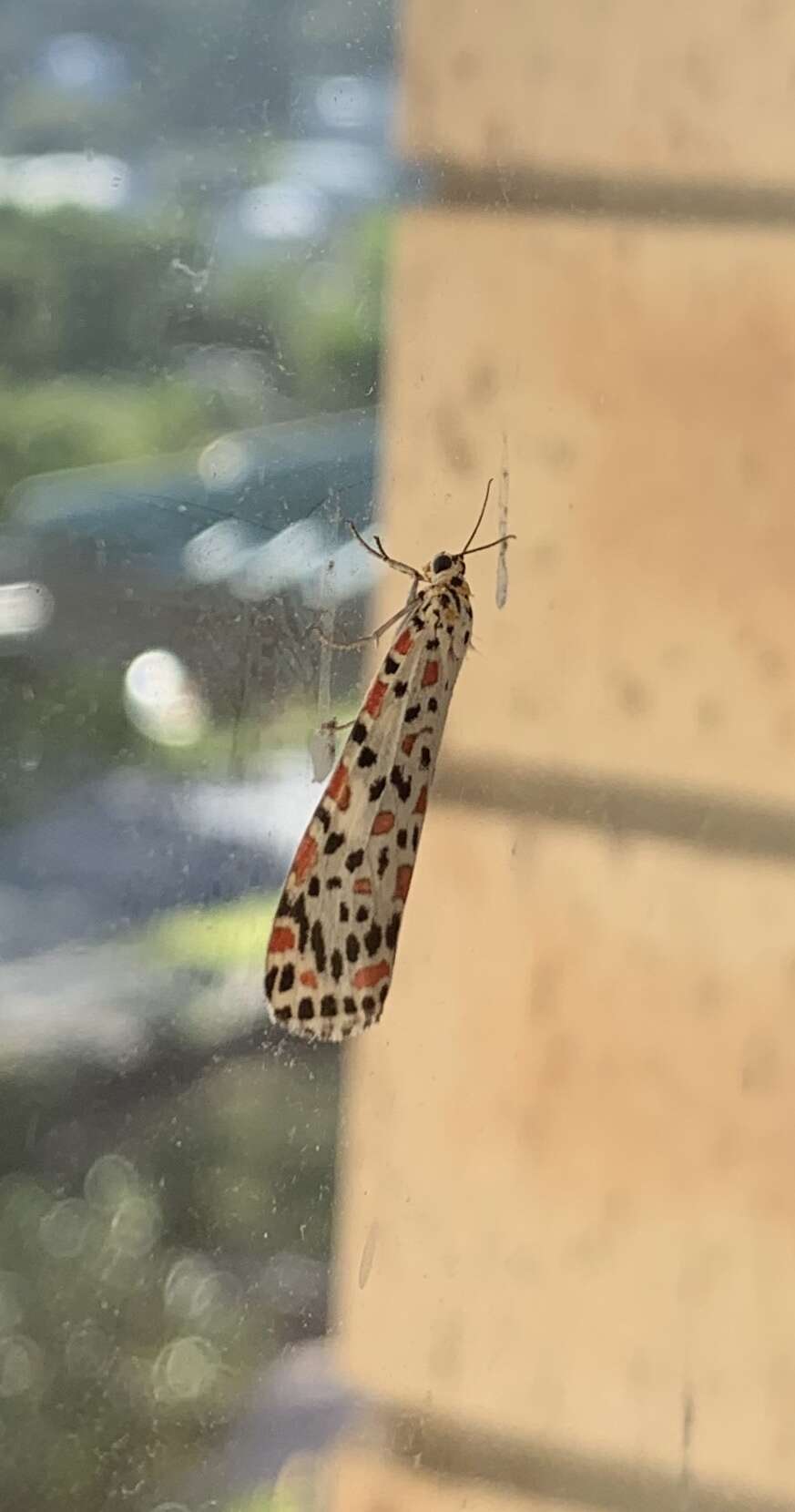 Image of Utetheisa pulchelloides Hampson 1907