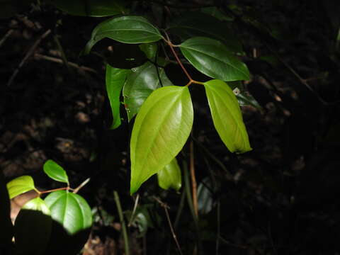 صورة Rhodamnia acuminata C. T. White