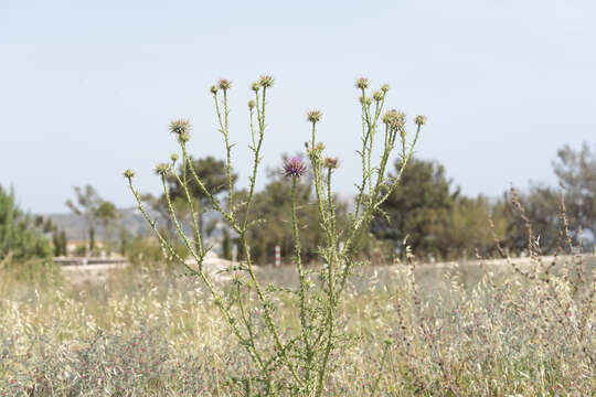 Image of Onopordum boissierianum Raab-Straube & Greuter