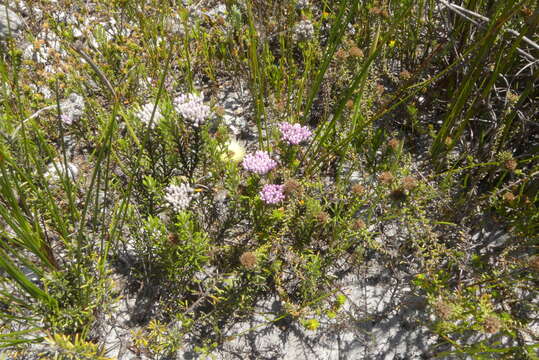 Image of Pink Blombush