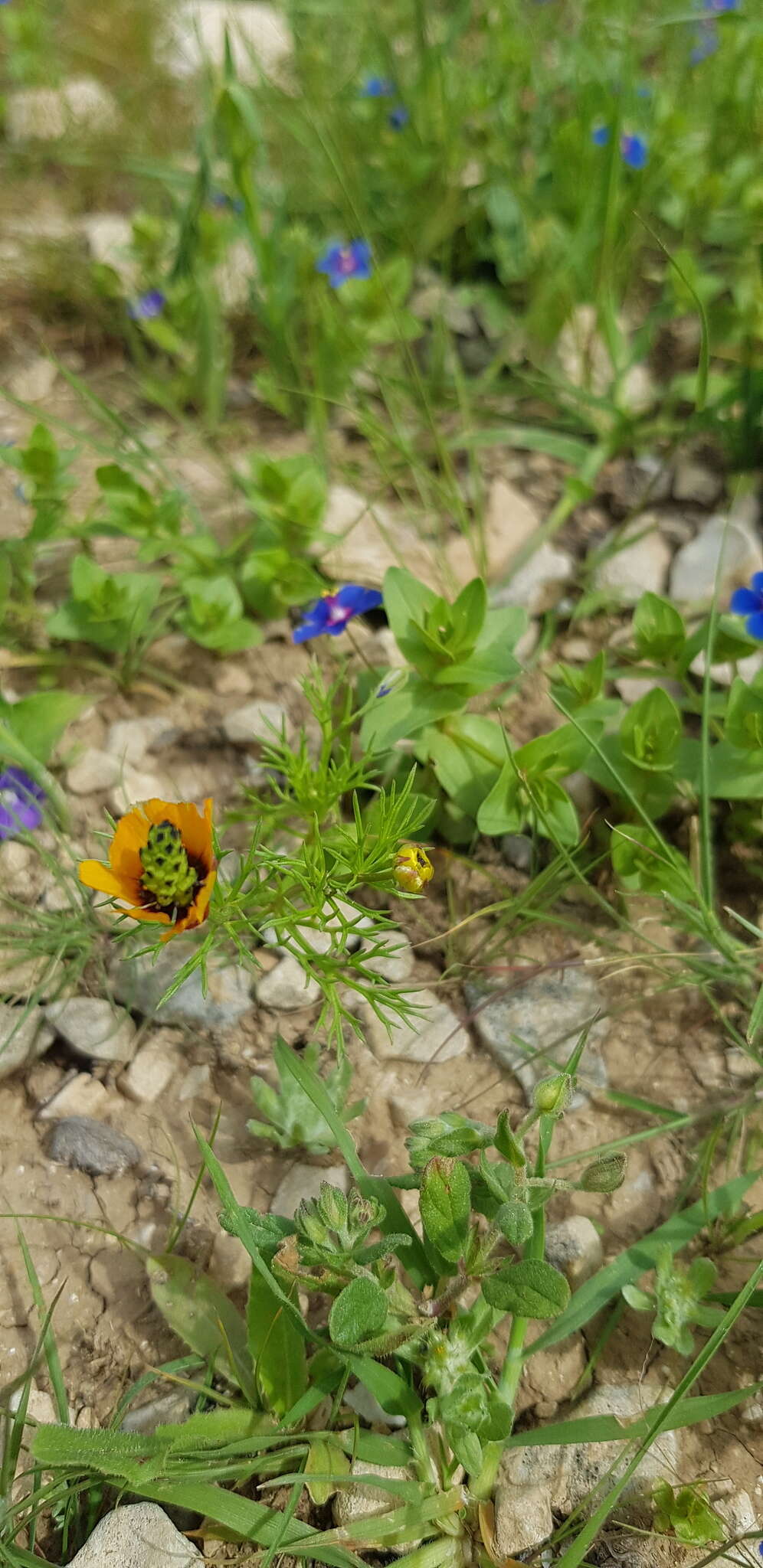 Image of Adonis dentata Delile