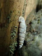 Image of Clausilia cruciata (S. Studer 1820)