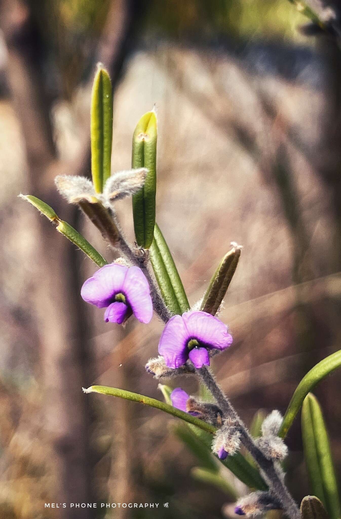 Hovea graniticola I. Thomps.的圖片