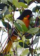 Image of Black-backed Oriole