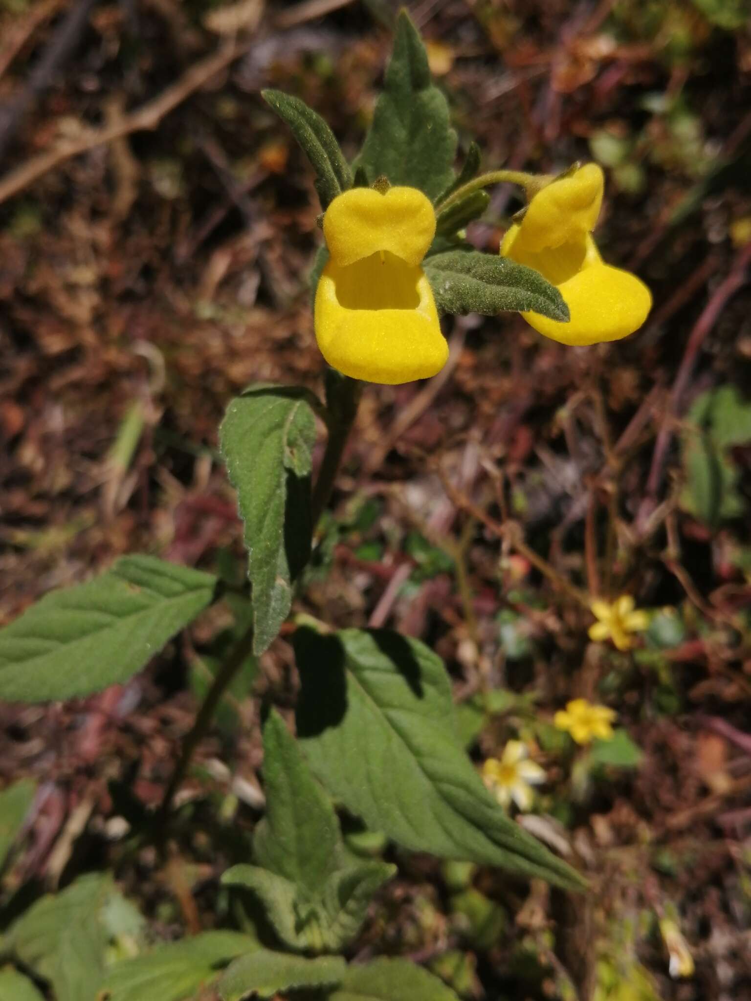 Image of Calceolaria irazuensis J. D. Smith