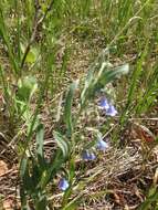 Image of prairie bluebells