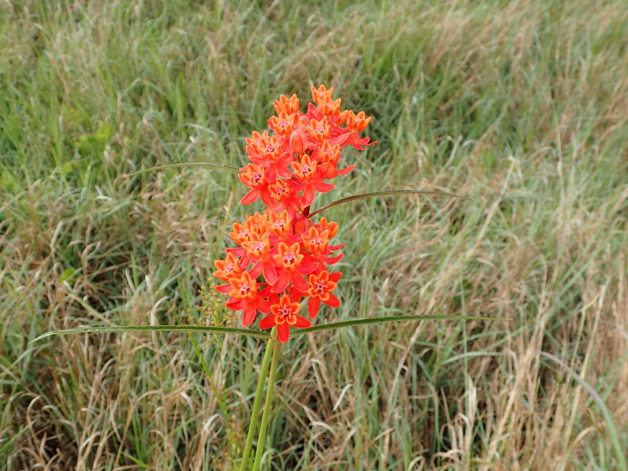 Imagem de Asclepias lanceolata Walt.