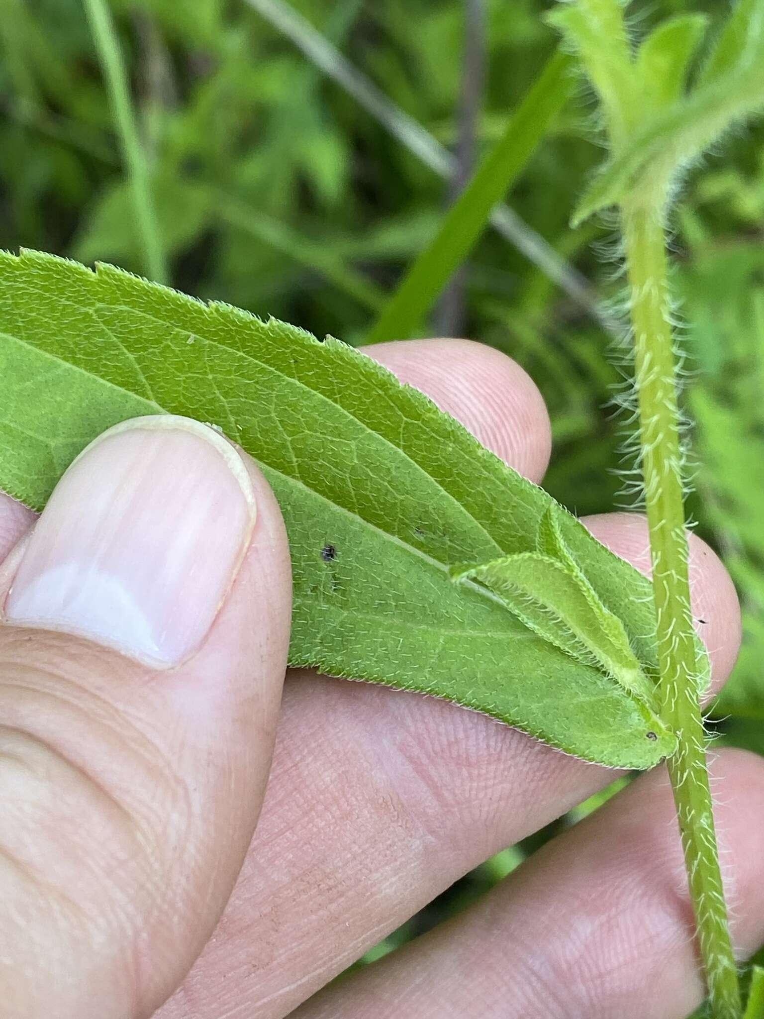 Image of Rudbeckia terranigrae