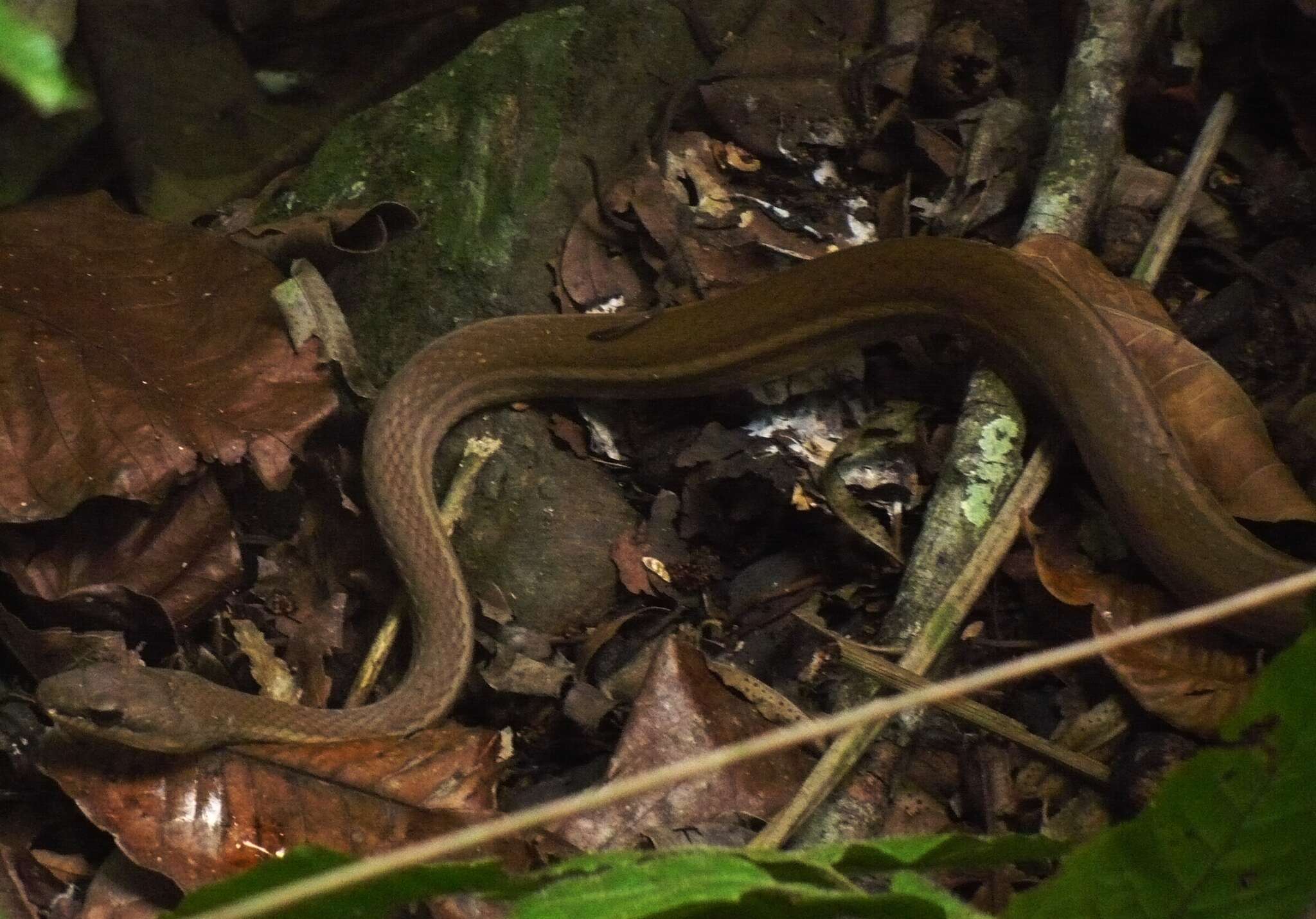 Imagem de Mastigodryas alternatus (Bocourt 1884)