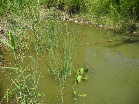 Слика од Schoenoplectus lacustris (L.) Palla