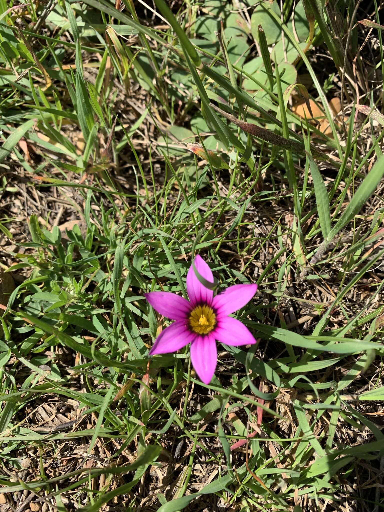 Image of rosy sandcrocus