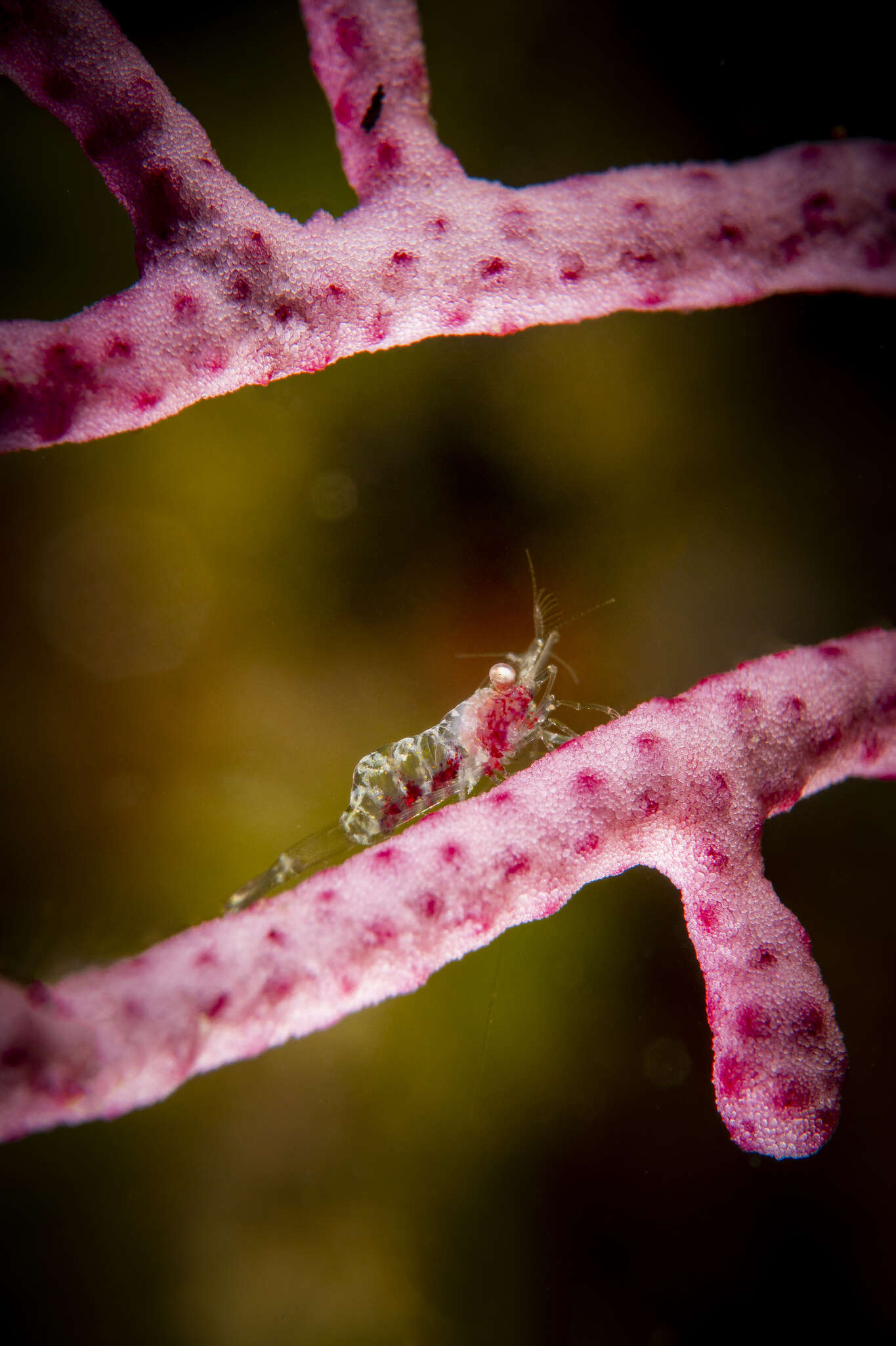 Image of gorgonian shrimp