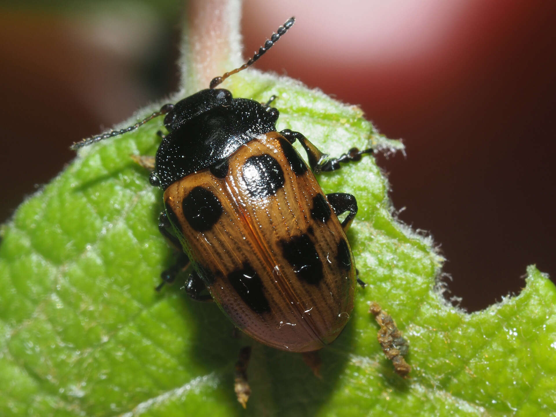 Image of Gonioctena linnaeana (Schrank 1781)