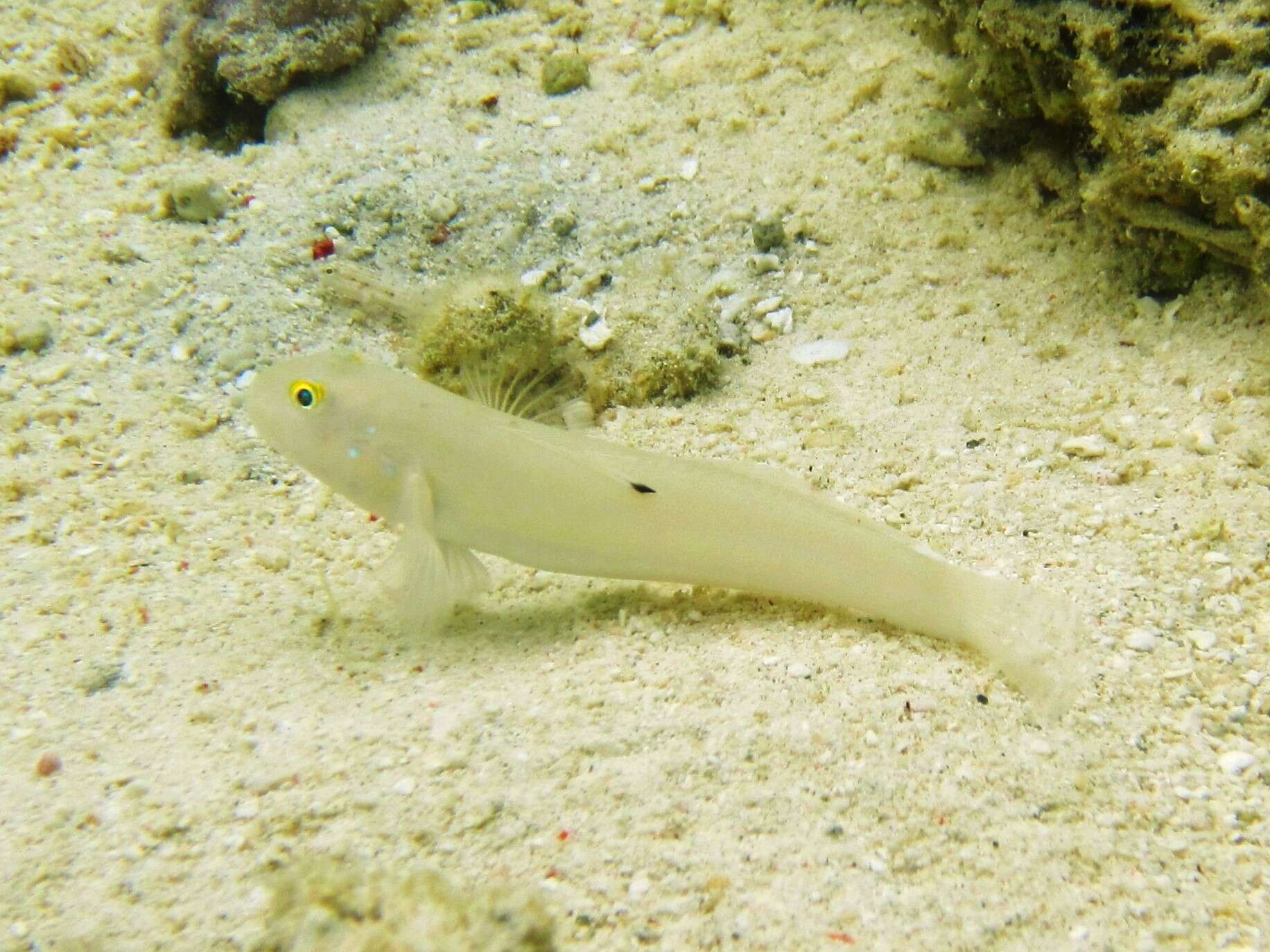 Image of Sixspot goby