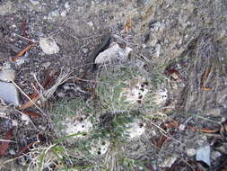 Image of Coryphantha durangensis subsp. durangensis